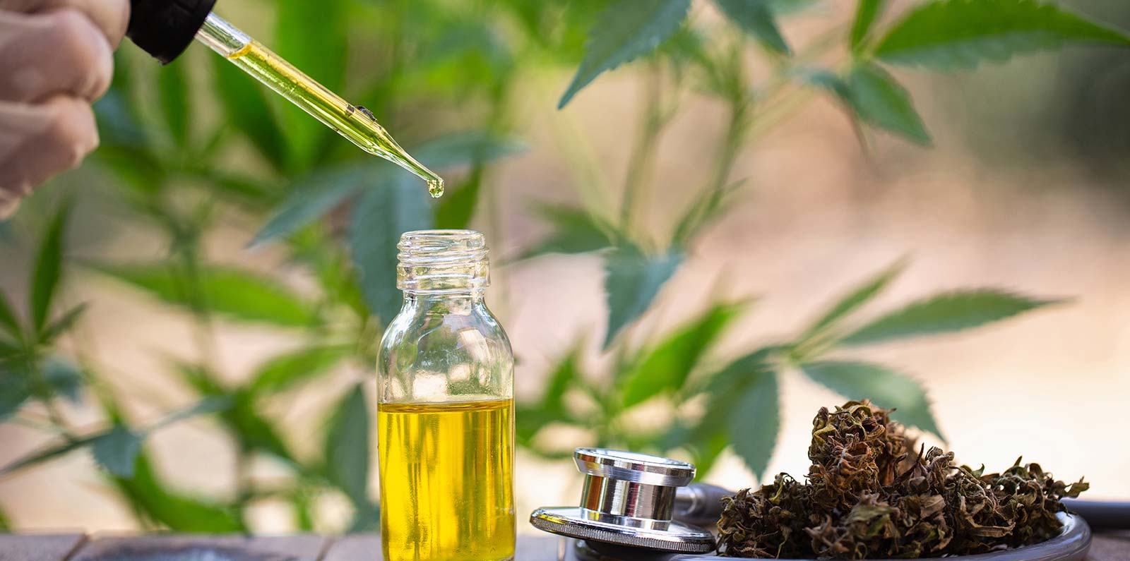 Hemp oil, Medical marijuana products including cannabis leaf, dried bud, cbd and hash oil over black wood background